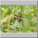 Libellula depressa - Plattbauch m01.jpg